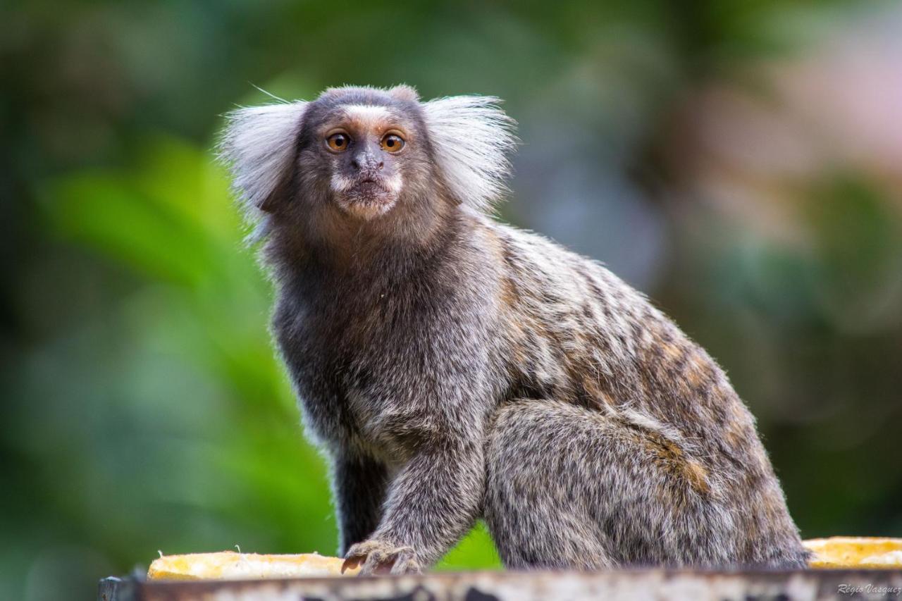 Pousada Morro Do Forte Araquari Dış mekan fotoğraf